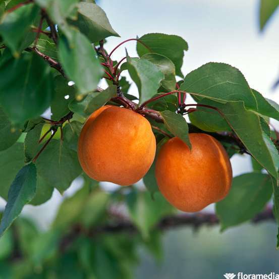 Abricotier Hargrand, Label Rouge : pot 12L - Gobelet 3 ans d'âge