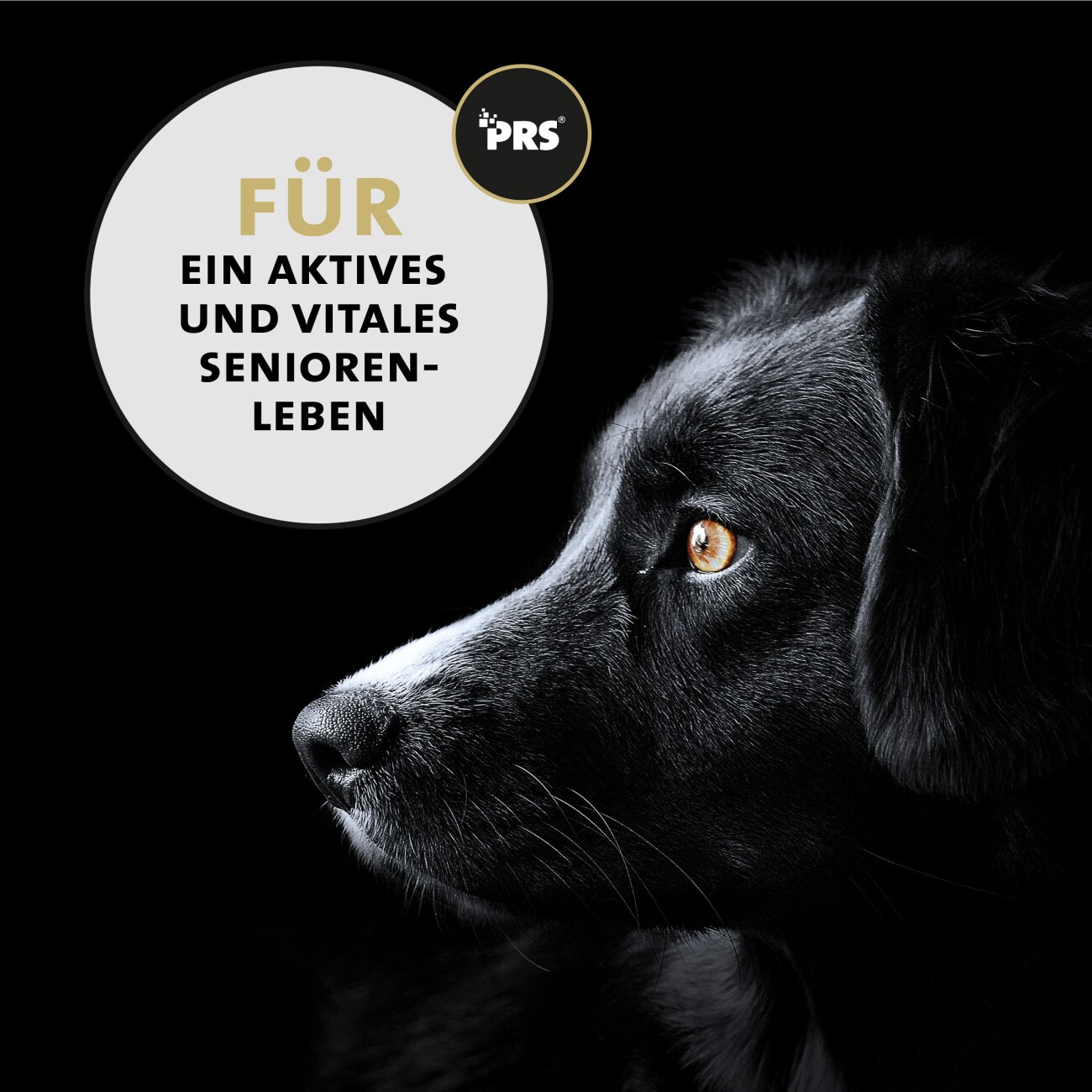 Peticare Senior Pulver für Hunde, fördert Vitalität & Beweglichkeit im Alter