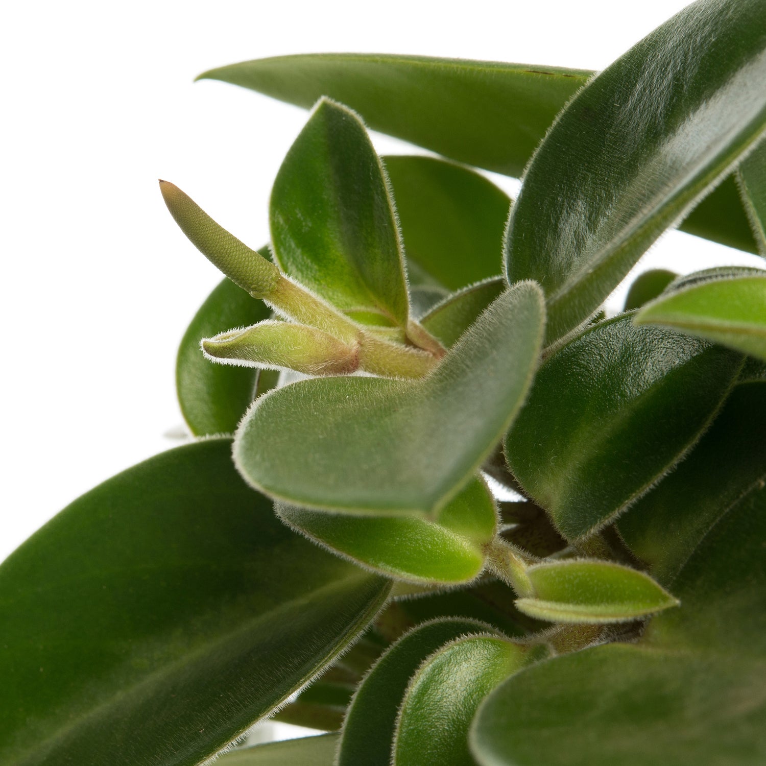 Peperomia (Peperomia 'Pixie) D 12 H 20 cm