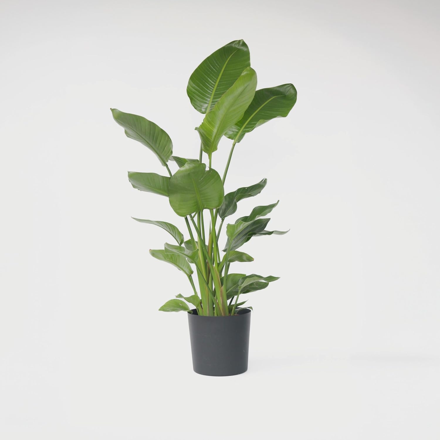 Plant in a Box - Strelitzia Nicolai XXL - Große lebende grüne Interieurpflanze - Paradiesvogelpflanze - Topf 28cm - Höhe 150-170cm