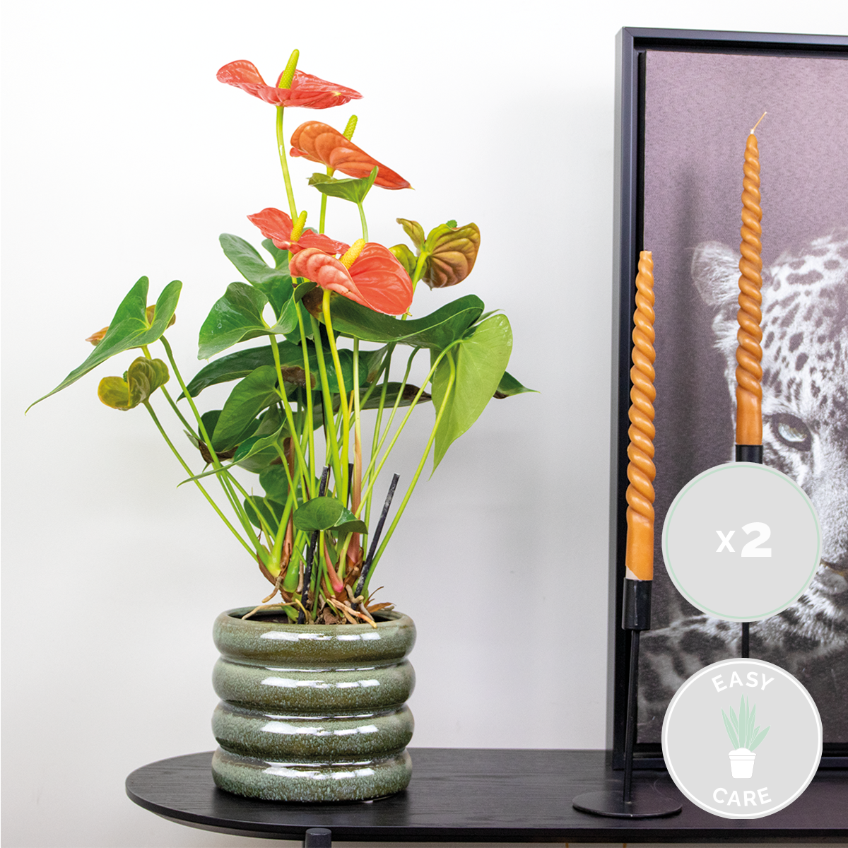 2x anthurium aristo orange - flamingo plant - facile d'entretien - ⌀14 cm - ↕45-55 cm