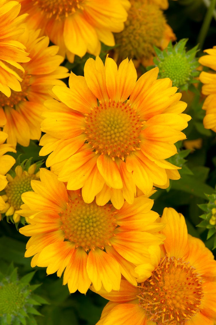 Kokardebloem (Gaillardia Peach') D 11 H 40 cm