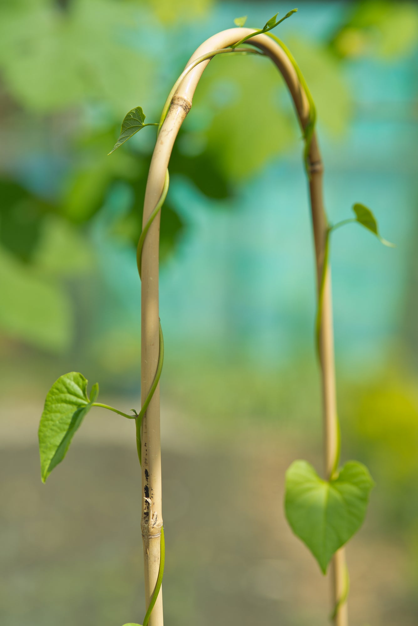 Nature bamboestok gebogen H 120 cm 3 stuks