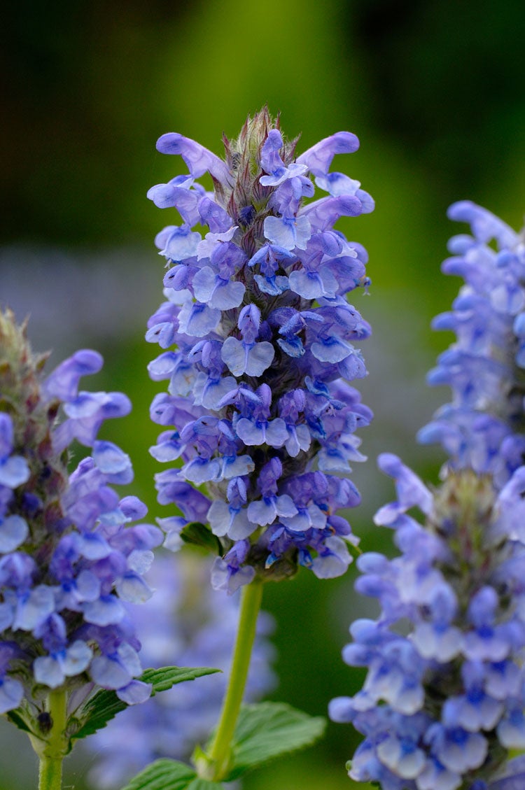 Kattenkruid (Nepeta nervosa 'Blue Carpet') D 11 H 10 cm