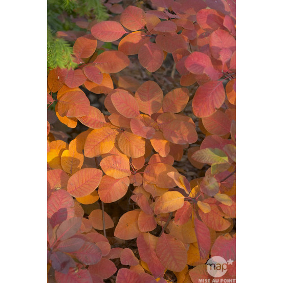 Cotinus x ' Grace ' : H 40/60 cm : ctr 4 litres