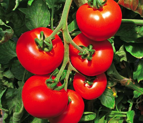 Tomate 'Previa'