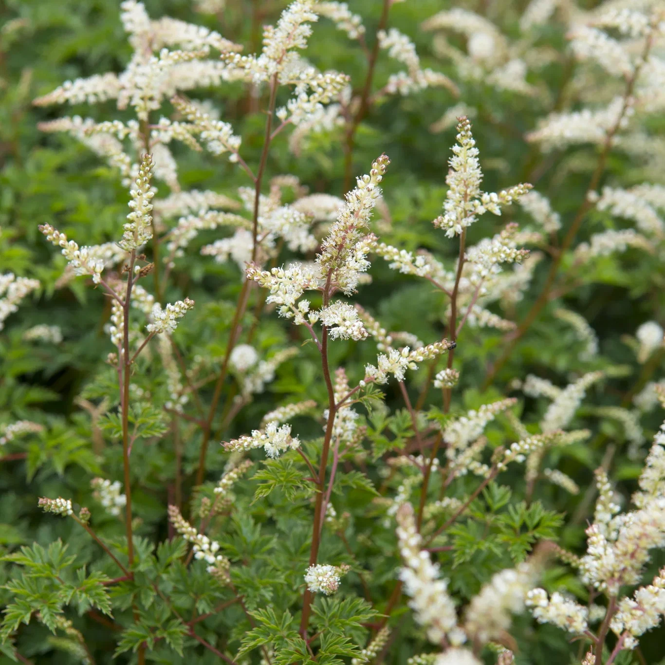 Aruncus aethusifolius Koreaskjegg Ø11 cm