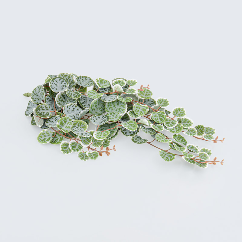 Branche de ceropegia vert