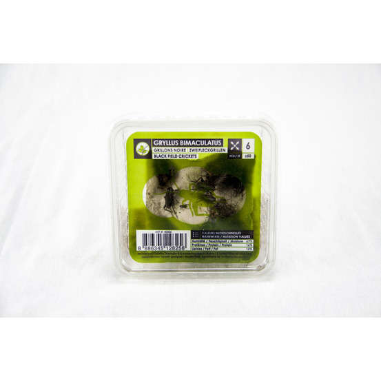 Grillons noirs alimentation reptiles, taille M, environ 40 pièces
