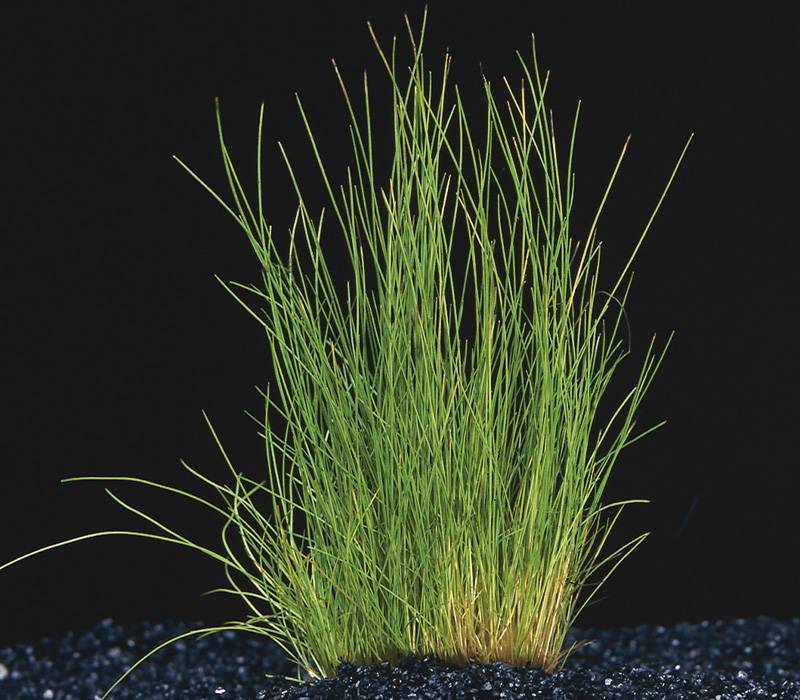 Eleocharis Acicularis (Naaldgras) Plant voor aquarium