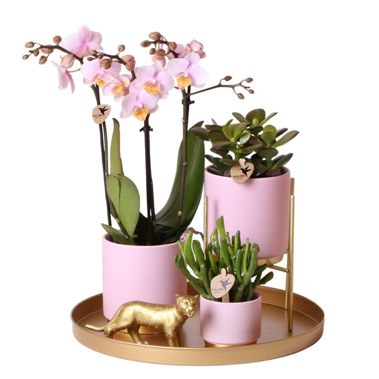Compo 3 plantes d'intérieur - pot Déco D30cm