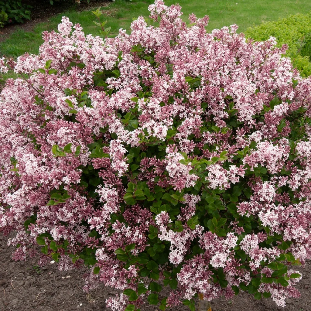 Syringa meyerii 'Palibin' Syrin 'Palibin' Høyde 40-60 cm