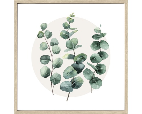 Ingelijste foto Eucalyptus I 53x53 cm