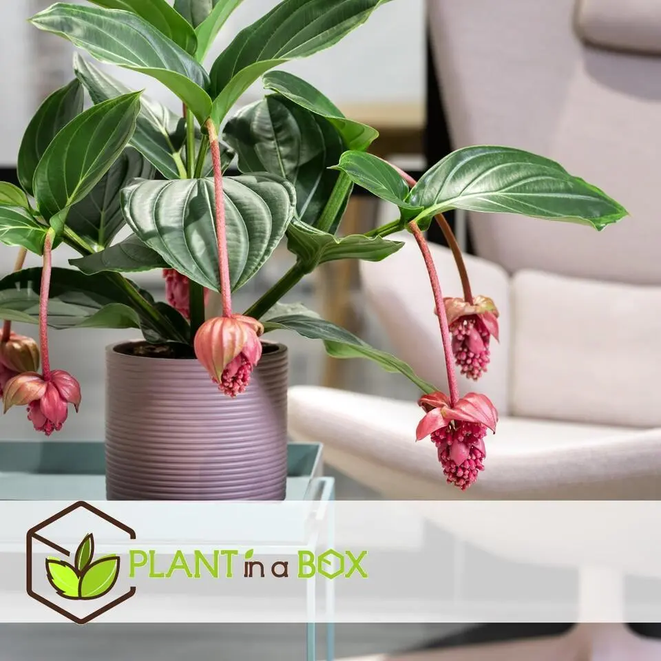 Trosbloem - Medinilla magnifica - Hoogte 40-50cm - ⌀17cm
