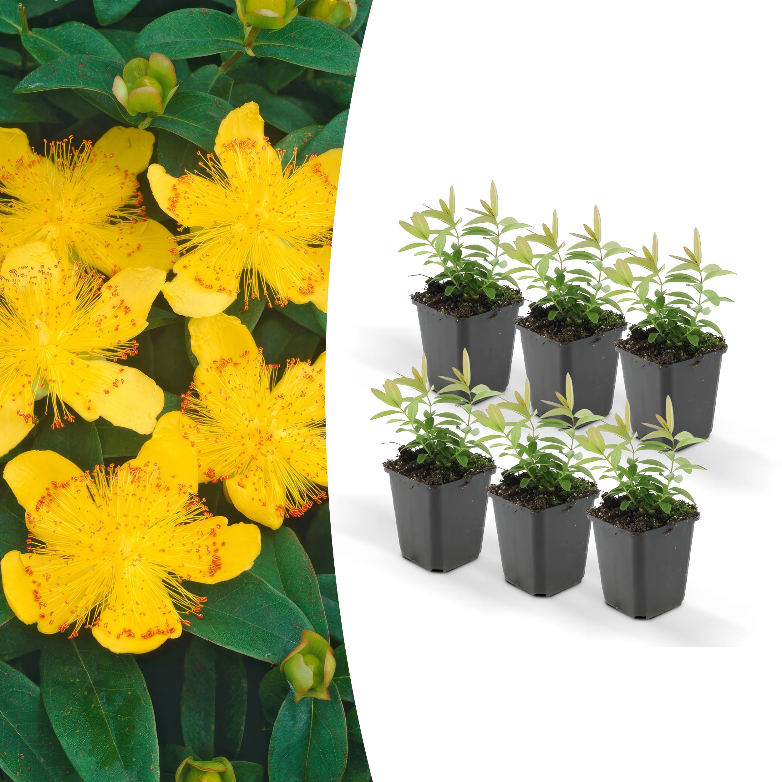 Hypericum calycinum