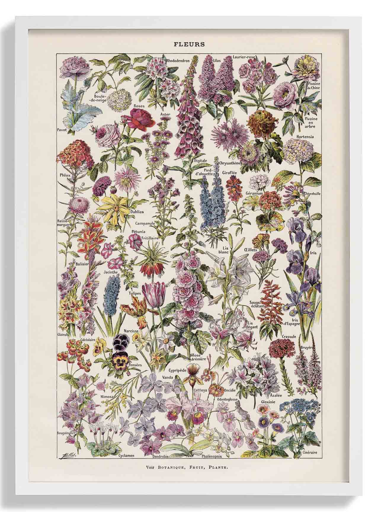 Fleur, der Klassiker Vintage Blumen von Adolphe Millot