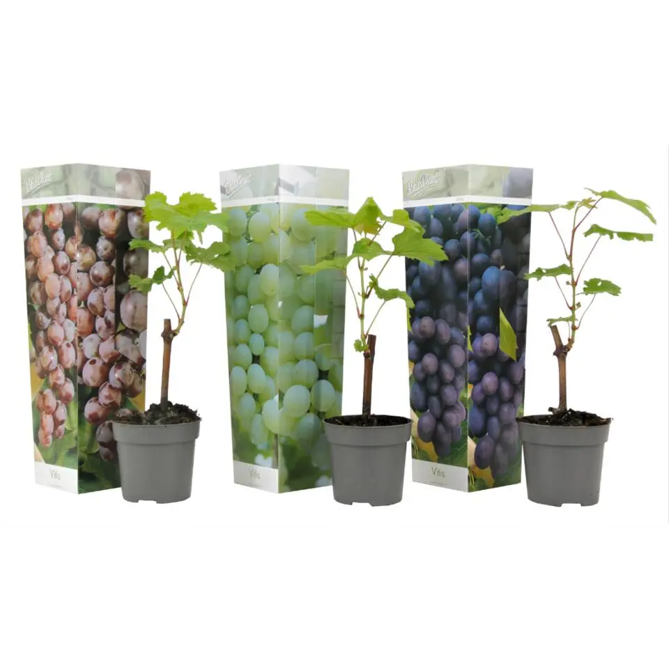 Druivenplant - Set van 3 - Vitis vinifera - Hoogte 25-40cm - ⌀9cm