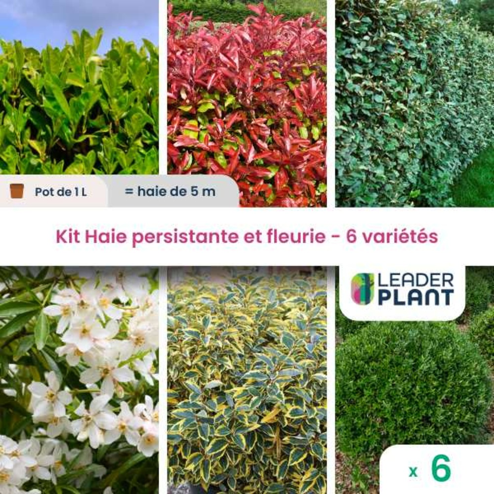 Kit haie persistante et fleurie - 6 variétés – lot de 6 plants en pot de 1 l