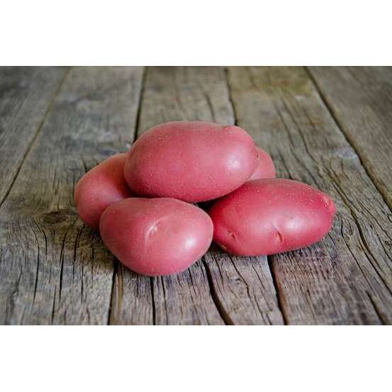 Plants de pommes de terre 'Manitou' en sac - 1,5 kg