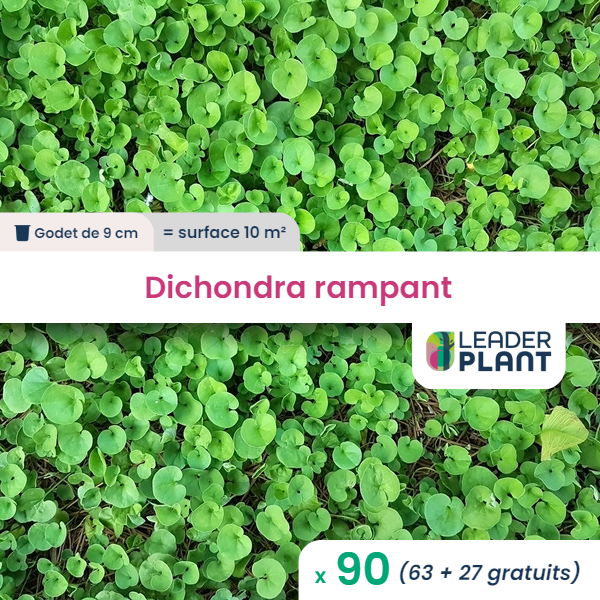 90 x dichondra rampant en godet