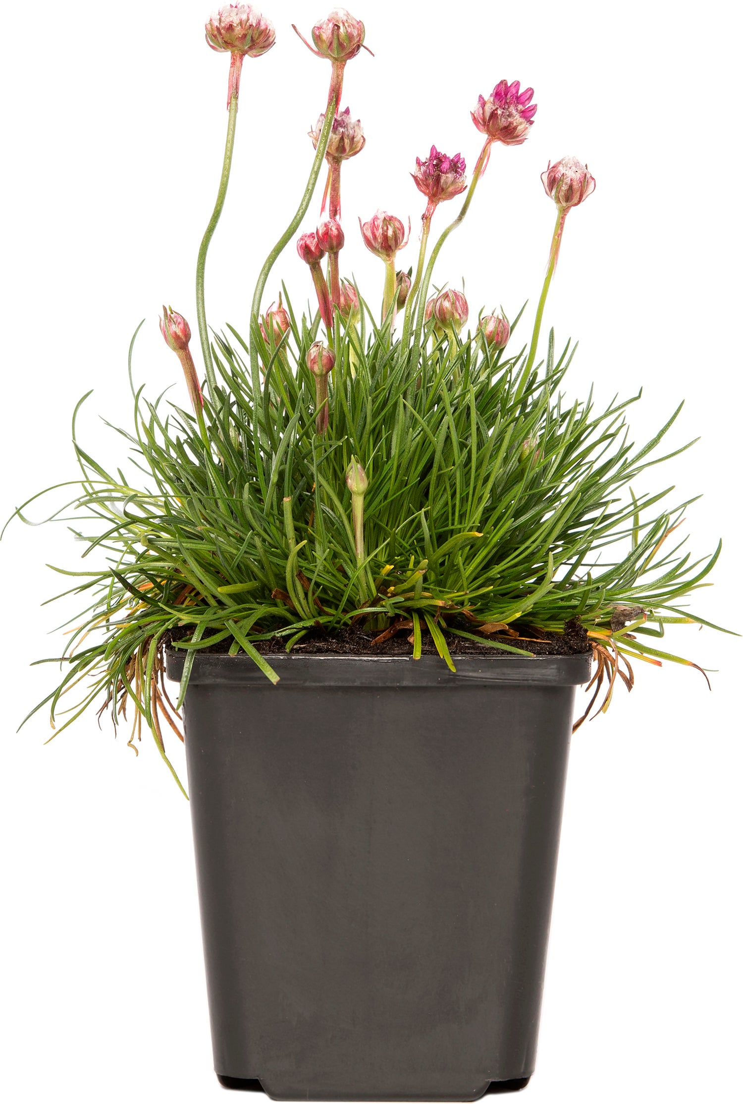 Engels gras (Armeria maritima 'Splendens') D 9 H 15 cm