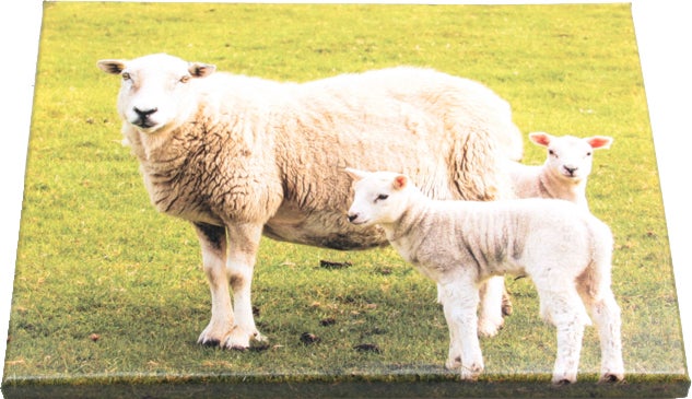 Farmwood Animals tuinschilderij schapen multi 40 x 0,5 x 30 cm