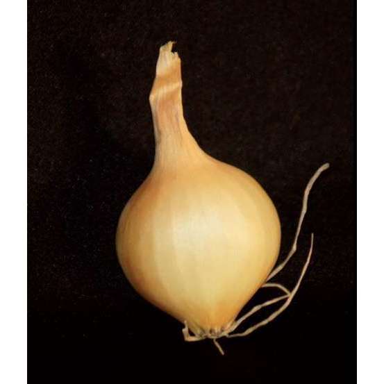 Bulbes d'oignons jaunes en filet - 500 g