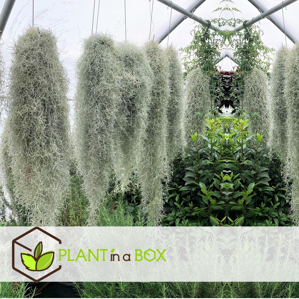 Tillandsia usneoides 'beard tillandsias' - set de 3 - hauteur 25-50cm