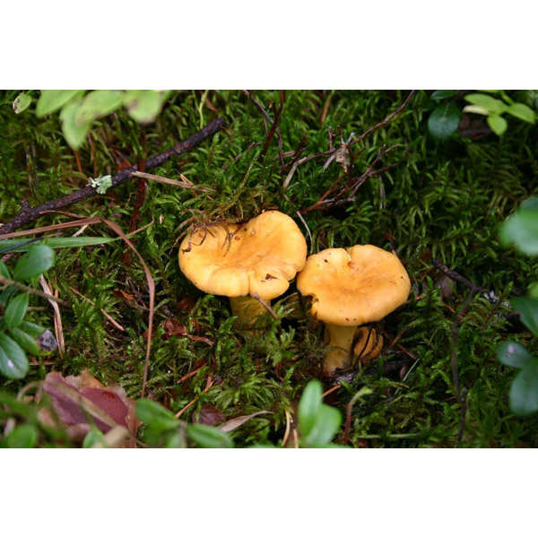 Girolles en conserve