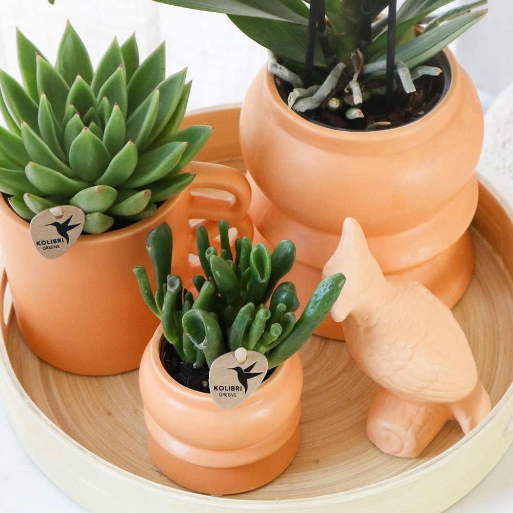 Plante d'intérieur - coffret d'orchidée phalaenopsis orange et plantes grasses et ses caches-pots en céramique 35cm