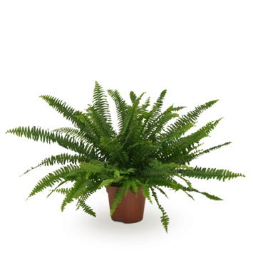Nephrolepis green lady