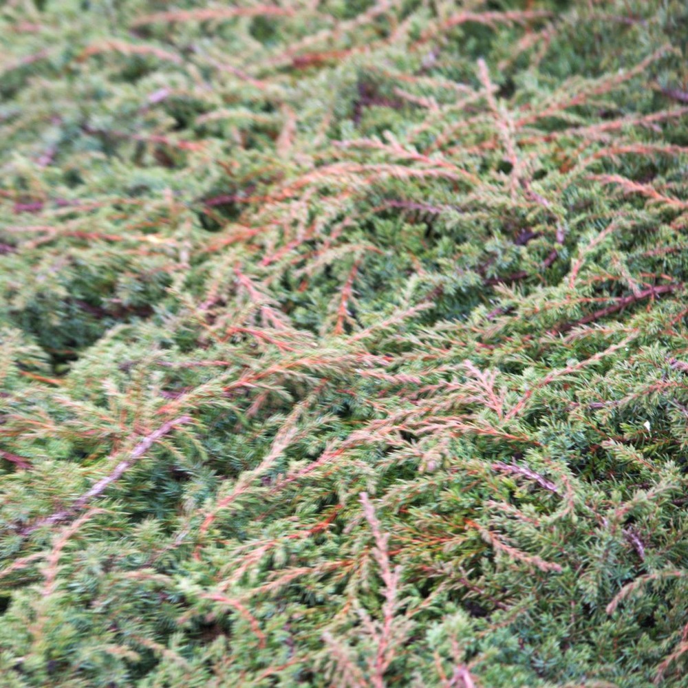 Genévrier commun communis green carpet/juniperus communis green carpet[-]pot de 1,5l - 10/20 cm