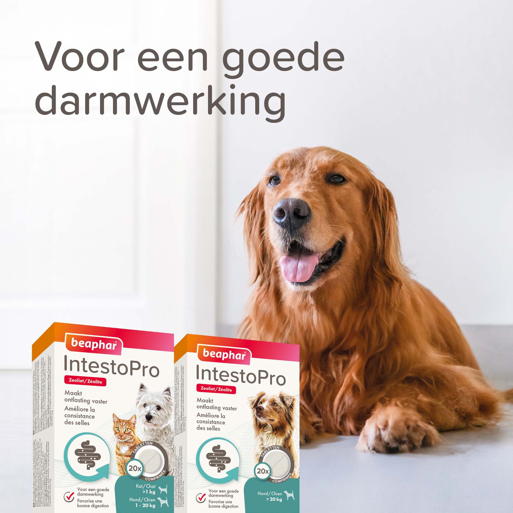Beaphar IntestoPro Kat - Hond vanaf 20kg - Verlicht darmproblemen - 20 Stuks - M