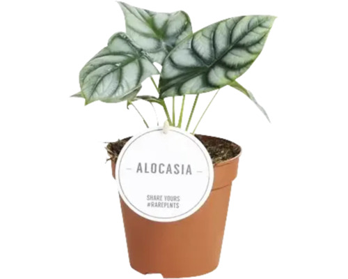 Alocasia MIX FloraSelf H 15-25 cm Ø 12 cm pot willekeurige variëteitselectie