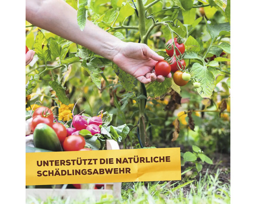 Urtica Solabiol plantenversterkend concentraat, 1 L tot 5 L spuitoplossing, 100 m²