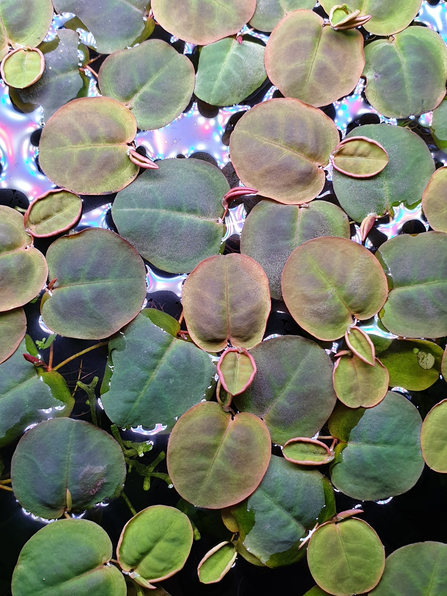 Waterplant Phyllanthus fluitans drijfplant | Aquariumplant