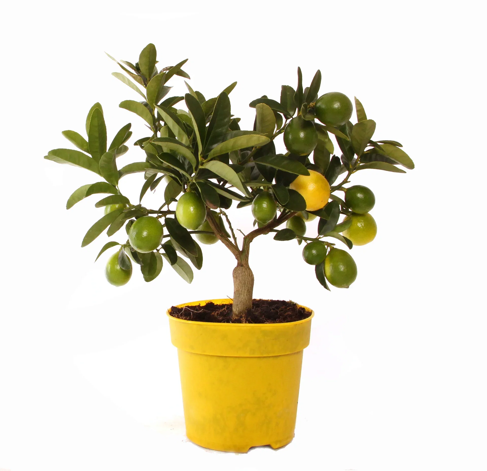 Citrus x floridana Limequat på stamme Ø15 cm
