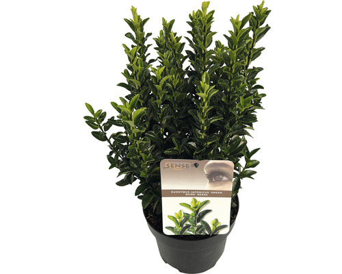 Japanse kardinaalsmuts 'Green Spire' FloraSelf Euonymus japonicus 'Green Spire' H 20-30 cm Co 2 L