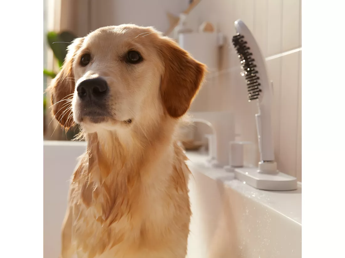 Pommeau de douche pour chien HANSGROHE DogShower 3 jets Blanc