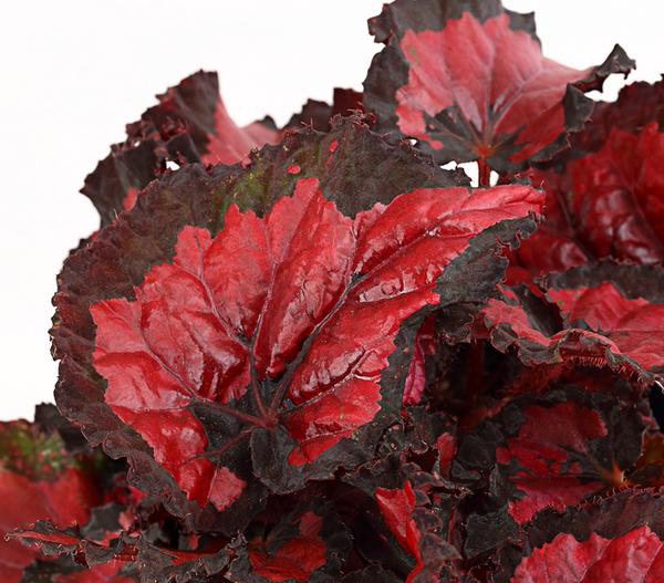 Blattbegonie - Begonia rex-Hybride,