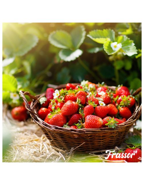 Frassor Insectenmest Tuin Frass - Siertuinmeststoffen