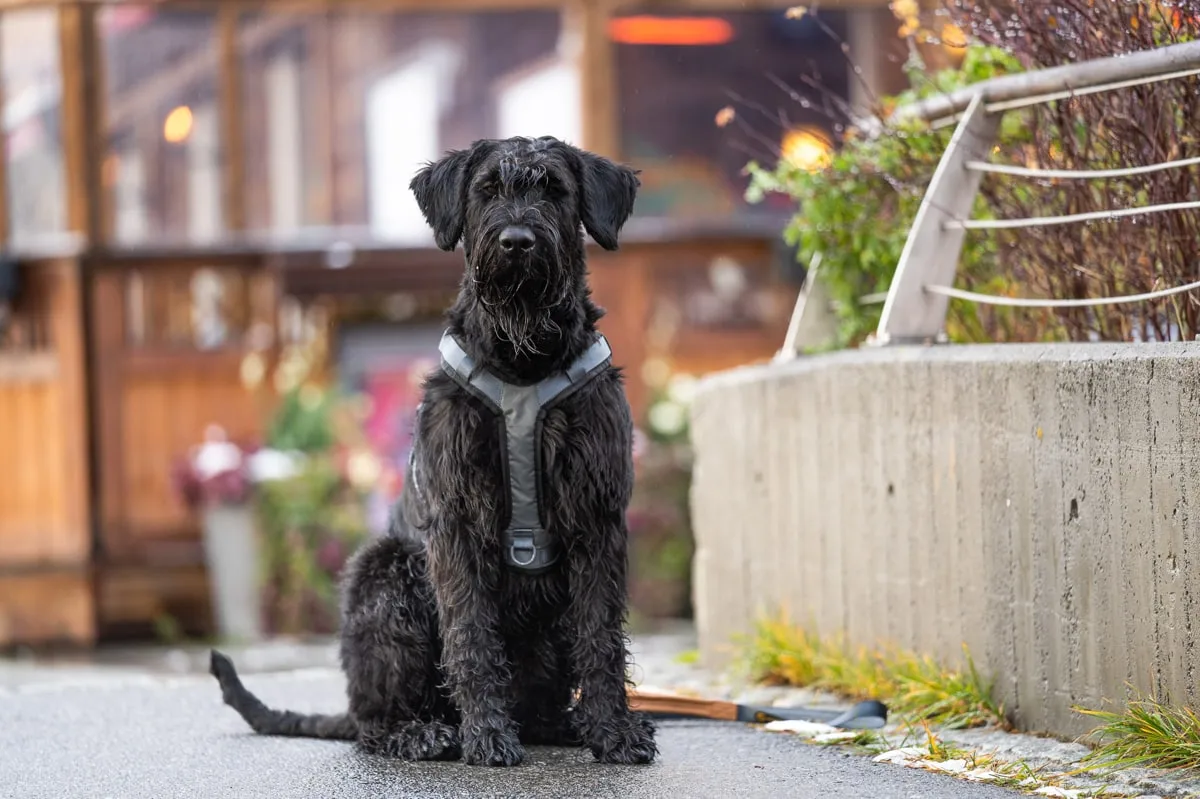 Seleverkstedet Comfort dog harness Grå/brun