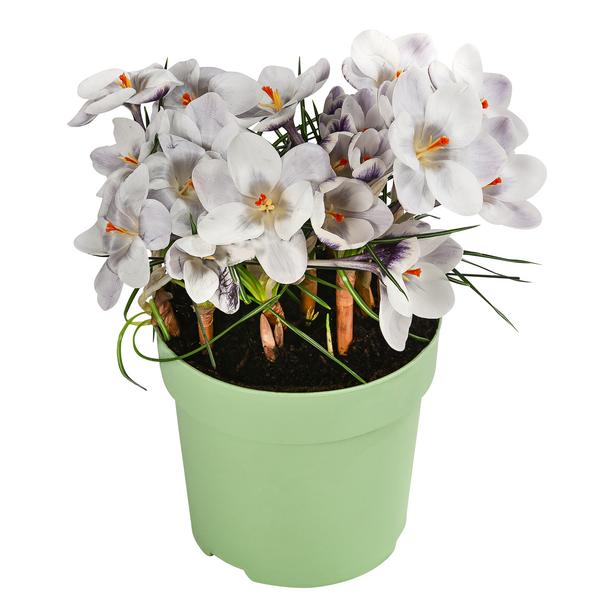 Krokus 'Prins Claus'