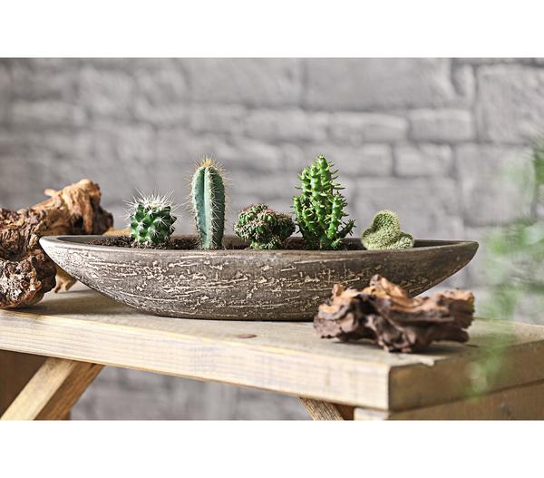 Kakteen-Set - Cactaceae, verschiedene Sorten
