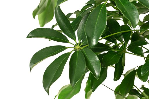 Strahlenaralie - Schefflera arboricola 'Nora'