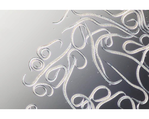 Nuttige nematoden tegen larven van de varenrouwmug, 5 miljoen stuks / 10 m²
