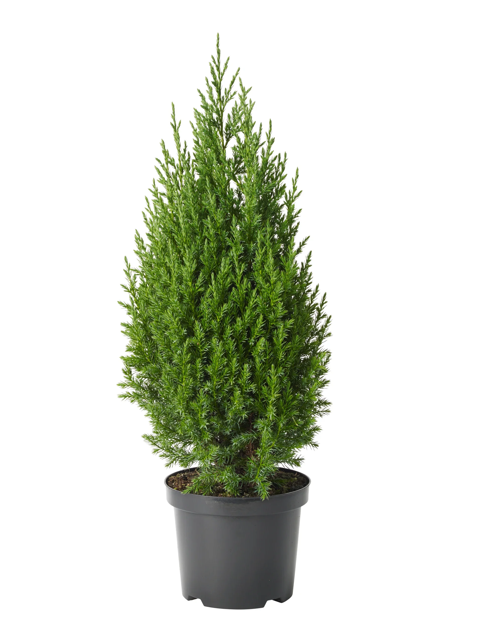 Juniperus chinensis 'Stricta' Kinaeiner Høyde 70 cm