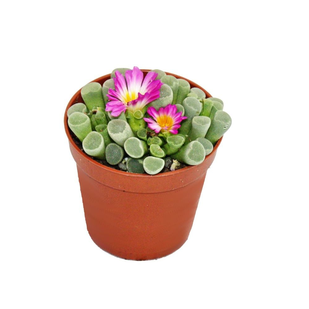 Frithia pulchra - feuille fenêtre - petite plante en pot de 5,5cm