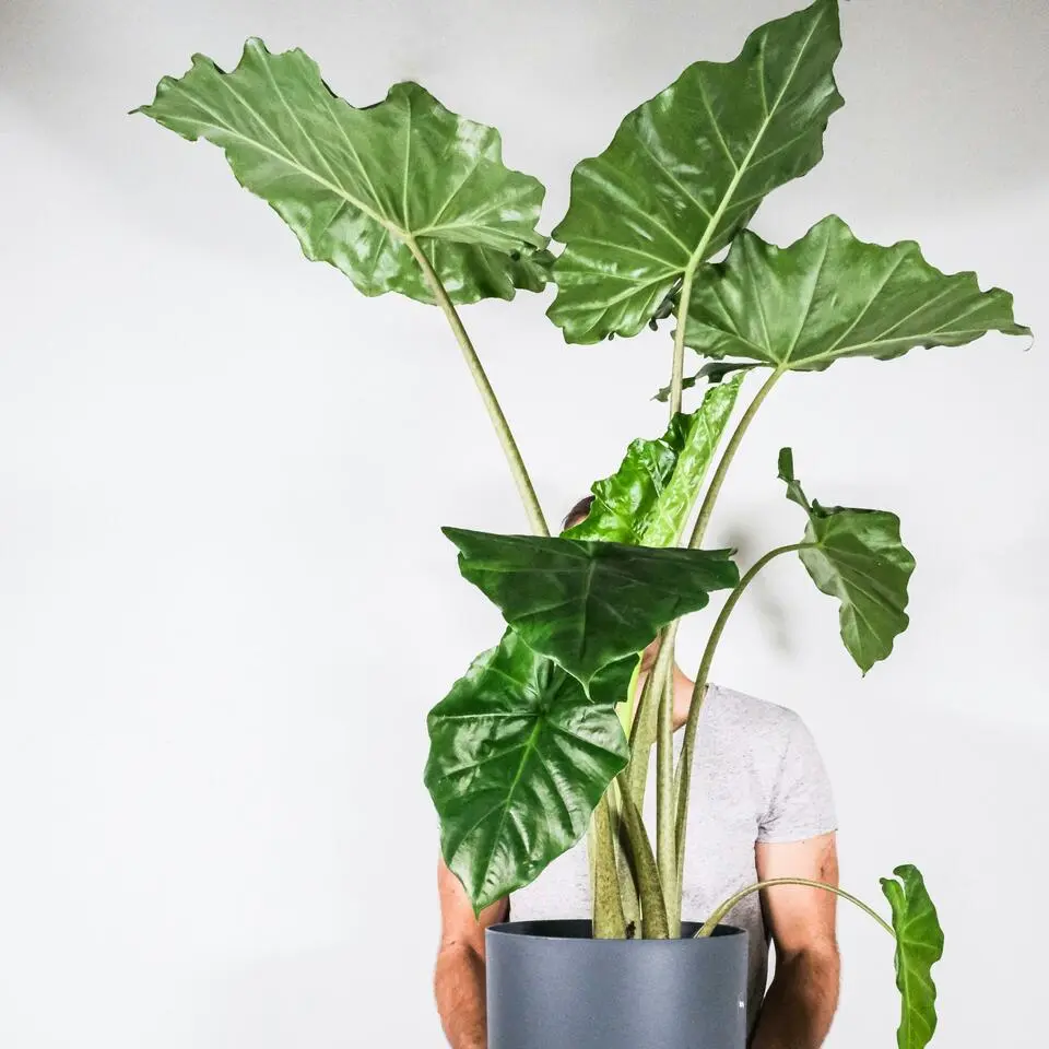 Olifantsoor - Alocasia 'Portodora' - Hoogte 110-120cm - ⌀32cm