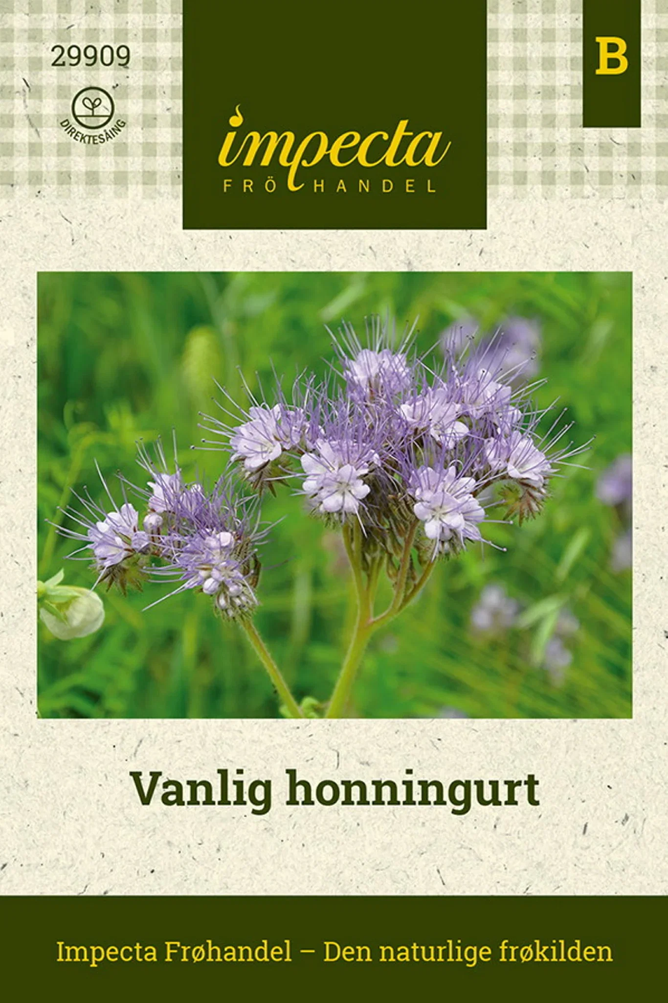 Phacelia tanacetifolia Vanlig honningurt